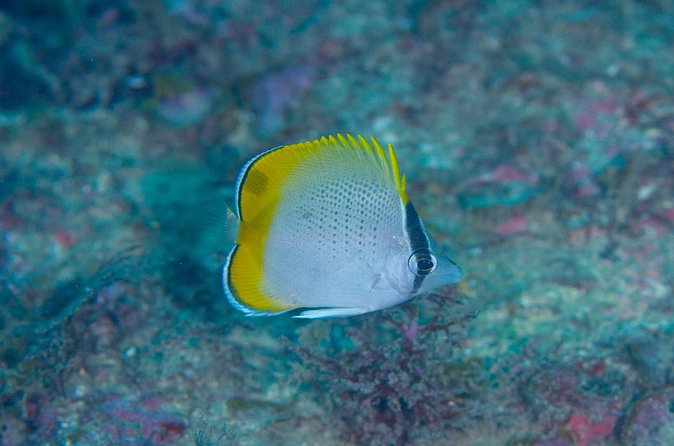 Shared Scuba Diving Trip in Kushimoto - Pickup, meeting point, and the two-and-a-half-hour schedule