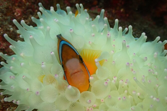 Shared Scuba Diving Trip in Kushimoto - Is $101.39 a fair price?