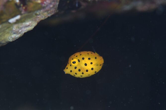 Shared Scuba Diving Trip in Kushimoto - Who should book this experience?