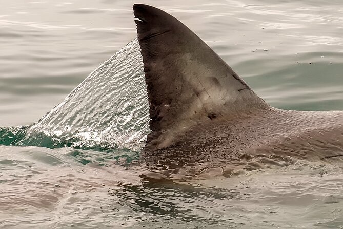 Shark Cage dive in Gansbaai see Bronze & Other, sometimes Great Whites - Arriving in Gansbaai for the boat