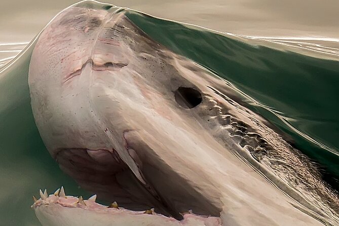Shark Cage dive in Gansbaai see Bronze & Other, sometimes Great Whites - The boat ride toward Shark Alley