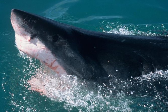 Shark Cage dive in Gansbaai see Bronze & Other, sometimes Great Whites - Weather, cancellations, and timing