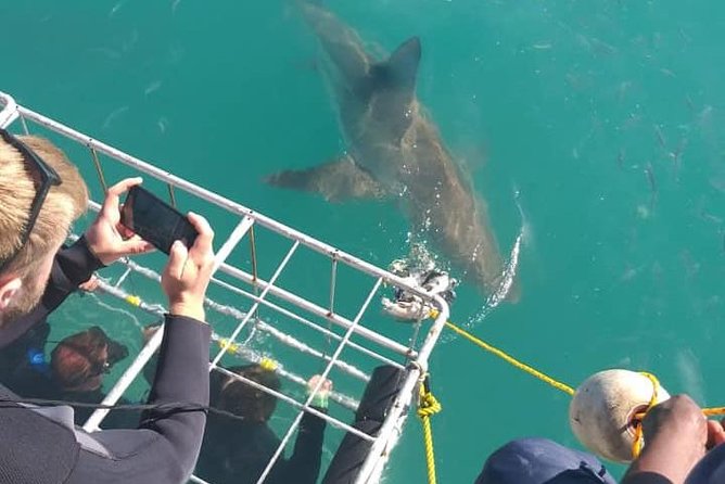 Shark Cage Diving - Shark welfare and the value of an unfed encounter