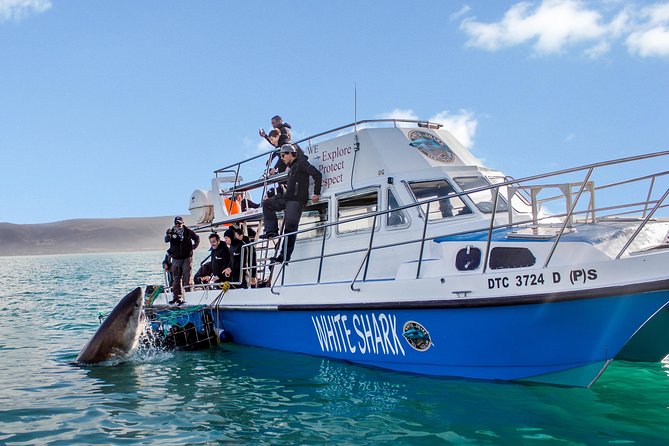 Shark Cage Diving - Adventure Meets Conservation! - Key points to know before you book