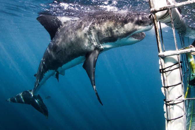 Shark Cage Diving - Adventure Meets Conservation! - Starting at 9 Kus Drive in Gansbaai
