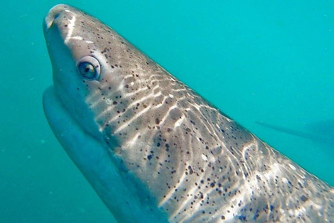 Shark Cage Diving - Adventure Meets Conservation! - Watching from the boat between turns