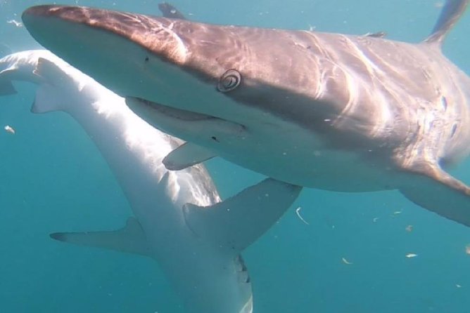 Shark Cage Diving - Adventure Meets Conservation! - Meals, video, and the return to shore