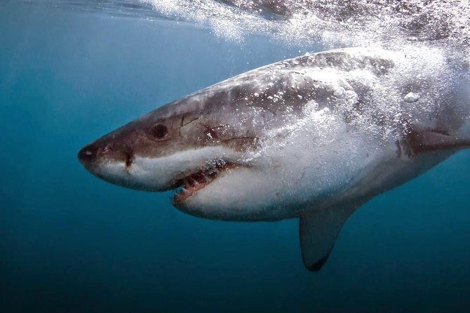 Shark Cage Diving - Adventure Meets Conservation! - A short 20-minute ride to the shark site