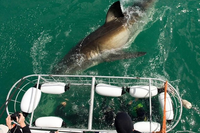 SHARK CAGE DIVING and VIEWING (Incl. transfers from Cape Town) - Breakfast, safety, and getting ready on shore