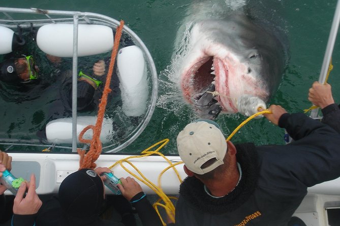 SHARK CAGE DIVING and VIEWING (Incl. transfers from Cape Town) - The 20-minute ride toward Shark Alley