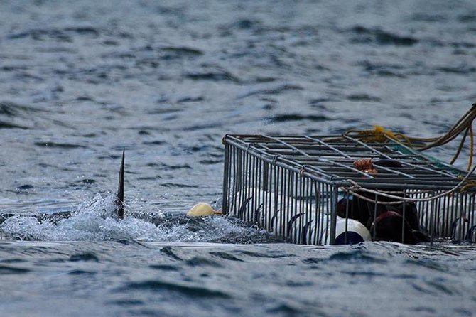 SHARK CAGE DIVING and VIEWING (Self Drive) - A 20-minute ride to Shark Alley