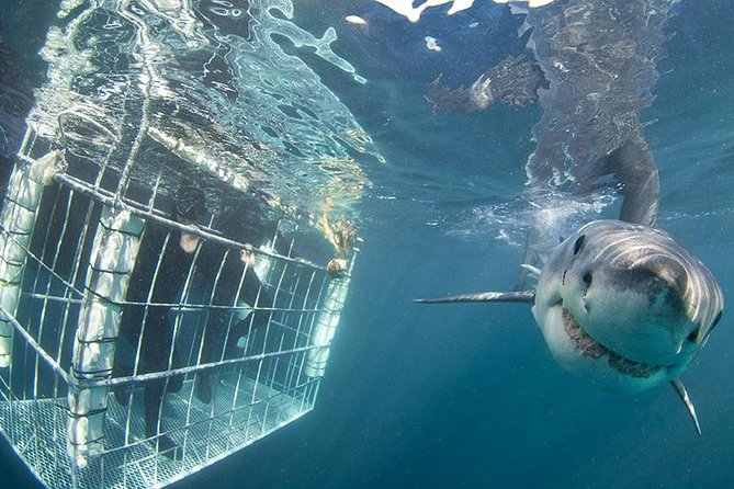 SHARK CAGE DIVING and VIEWING (Self Drive) - Equipment and comfort before and after the boat