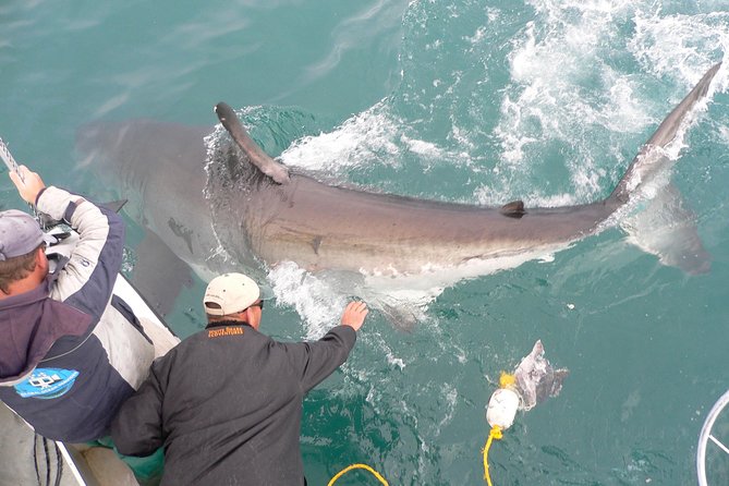 SHARK CAGE DIVING and VIEWING (Self Drive) - Who will enjoy this Kleinbaai outing?