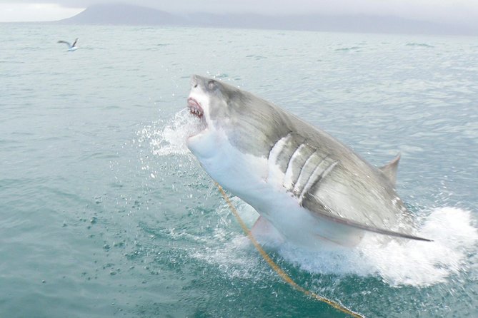 SHARK CAGE DIVING and VIEWING (Self Drive) - Three hours at sea, with two ways to watch