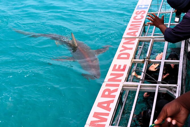 Shark Cage Diving and Viewing with transport from Cape Town - From Cape Town to Gansbaai: a very early start