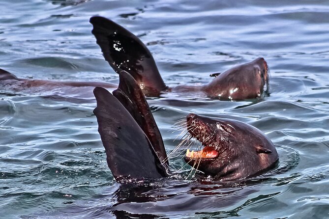 Shark Cage Diving and Viewing with transport from Cape Town - The boat ride toward Dyer Island