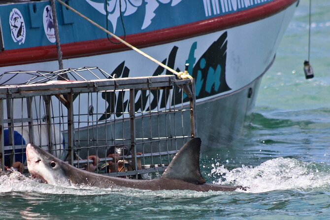 Shark Cage Diving and Viewing with transport from Cape Town - What you may see near the cage