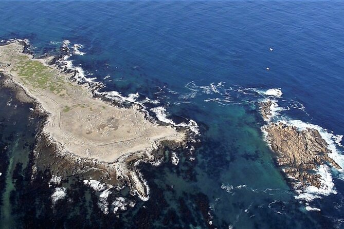Shark Cage Diving and Viewing with transport from Cape Town - The great white question