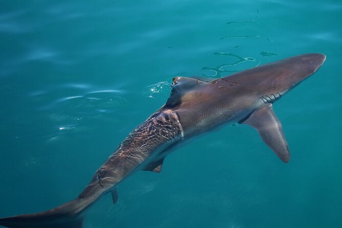 Shark Cage Diving and Viewing with transport from Cape Town - What the cage experience feels like