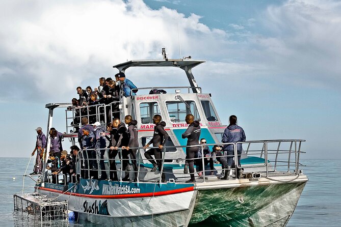 Shark Cage Diving and Viewing with transport from Cape Town - The marine biologist adds real value