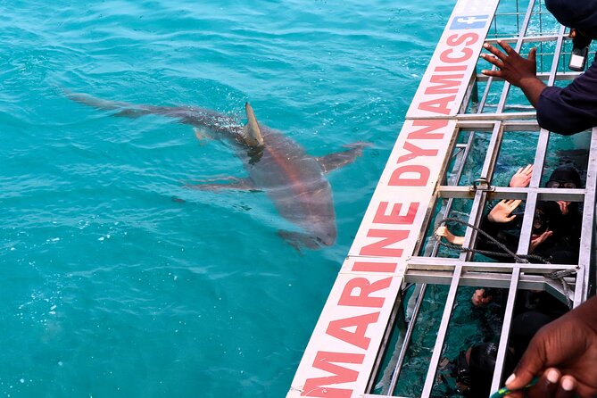 Shark Cage Diving and Viewing with transport from Hermanus - The wild-animal guarantee you need to understand
