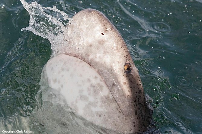 Shark Cage Diving Cape Town - The boat ride to Seal Island