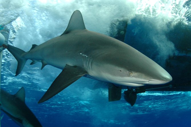 Shark Cage Diving on Oahu’s North Shore - Quick facts about the North Shore shark encounter