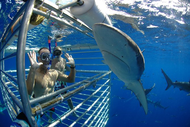 Shark Cage Diving on Oahu’s North Shore - Haleʻiwa Boat Harbor sets the tone