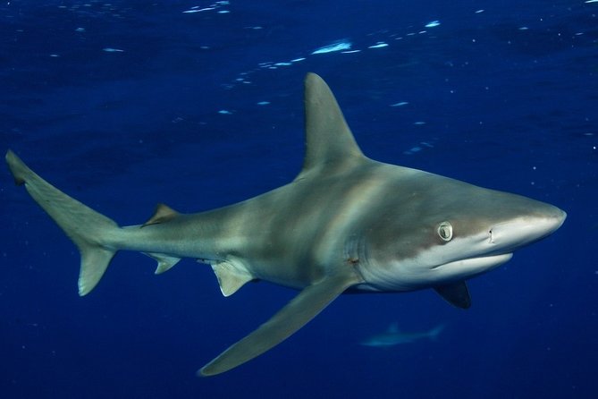 Shark Cage Diving on Oahu’s North Shore - What the shark encounter feels like