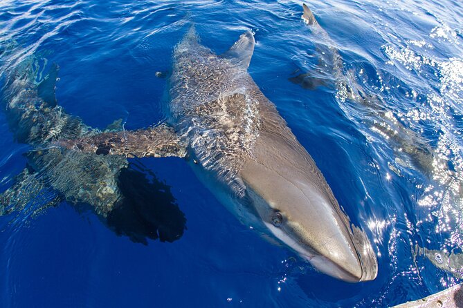 Shark Cage Diving on Oahu’s North Shore - Equipment, comfort, and what to bring