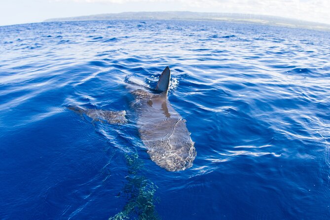 Shark Cage Diving on Oahu’s North Shore - The ride offshore has its own rewards