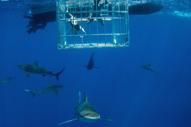 Shark Cage Diving On "The World Famous North Shore of Oahu", Hawaii - Key points to know before you book