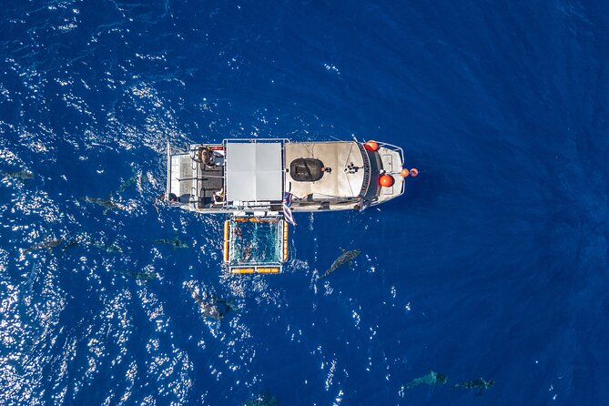Shark Cage Diving On "The World Famous North Shore of Oahu", Hawaii - Meeting the shark site