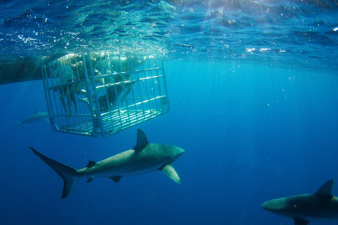 Shark Cage Diving On "The World Famous North Shore of Oahu", Hawaii - How much time do you get in the cage?