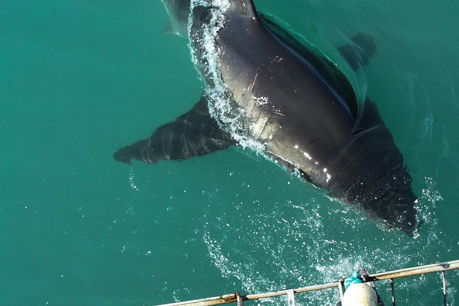 Shark Cage Diving Viewing Only - Why this Gansbaai trip works for non-swimmers