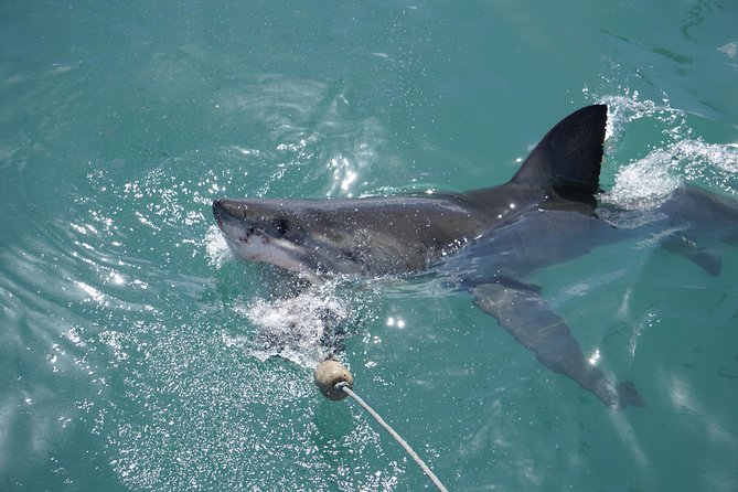 Shark Cage Diving Viewing Only - Getting there from Cape Town