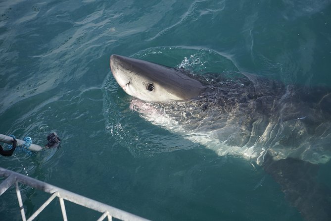 Shark Cage Diving Viewing Only - Group size and the feel of the boat
