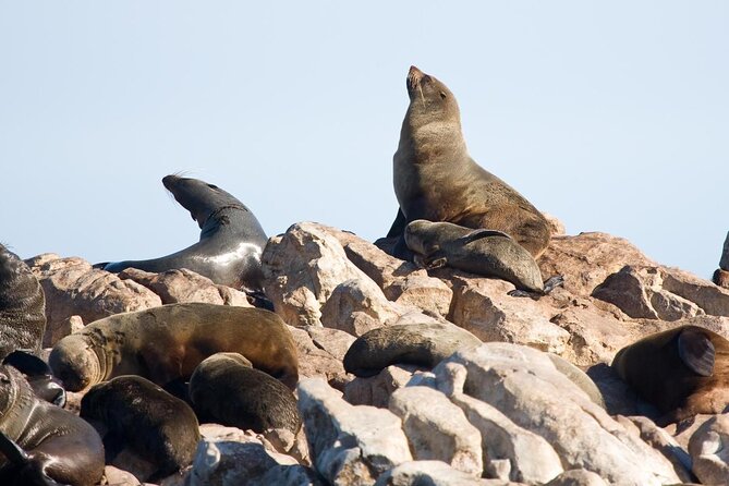 Shark cage diving & viewing tours in Gansbaai - Starting at Kleinbaai Harbour in Gansbaai