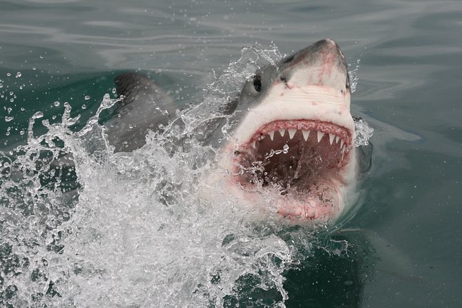 Shark cage diving & viewing tours in Gansbaai - Food, gear, and the return to shore