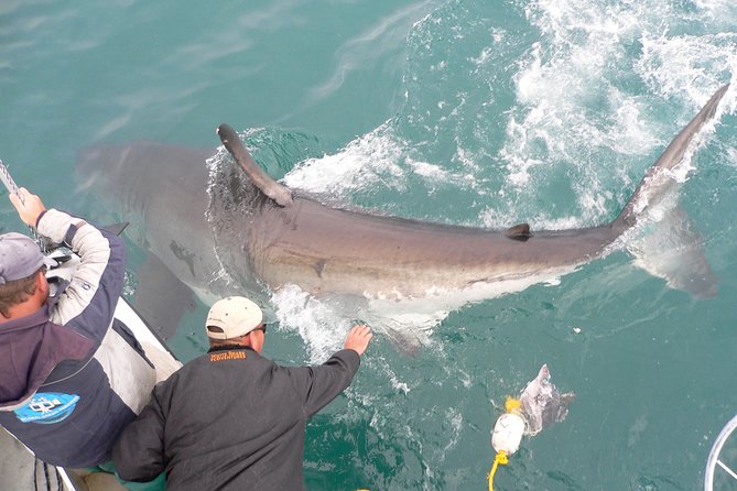 Shark cage diving & viewing tours in Gansbaai - Is $129.40 a fair price?