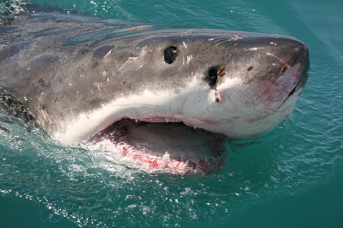 Shark cage diving & viewing tours in Gansbaai - Weather, cancellations, and practical planning