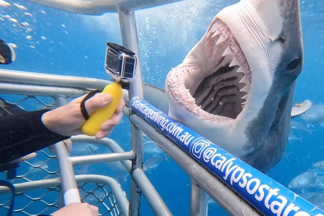 Shark Cage Diving with transport from Cape Town - Key points to know before booking