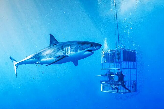 Shark Cage Diving with transport from Cape Town - A long day from Cape Town to Gansbaai