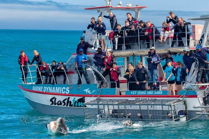 Shark Cage Diving with transport from Cape Town - About two hours at the shark cage