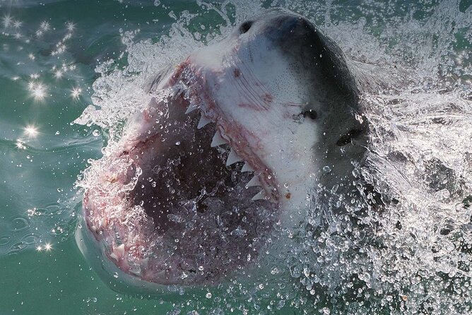 Shark Cage Diving with transport from Cape Town - Is $361 fair for this Cape Town activity?