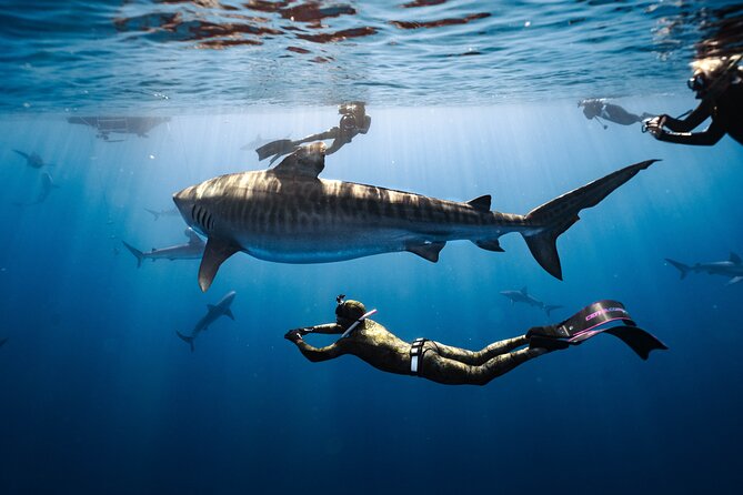 Shark Dive Private Charter No Cage - Key points to know before you book