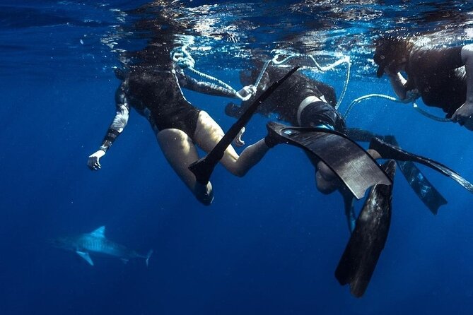 Shark Dive Private Charter No Cage - Leaving Haleiwa for Oahu’s North Shore