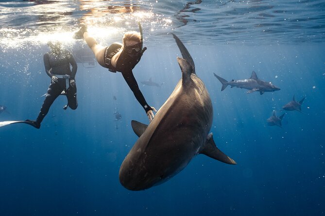 Shark Dive Private Charter No Cage - Meeting Galapagos, sandbar, hammerhead, and tiger sharks