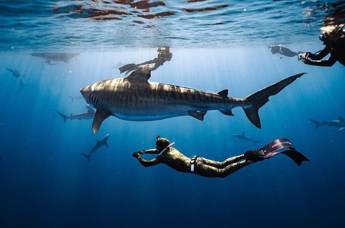 Shark Dive Private Charter No Cage - What the two-hour schedule means for you