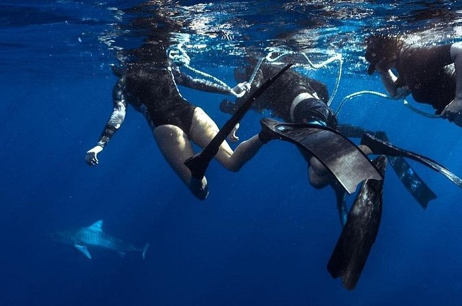 Shark Dive Private Charter No Cage - Paying $824 for a private group